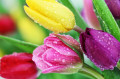 Spring Tulips