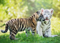 Tiger Cubs