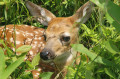 Virginia White-tail Fawn