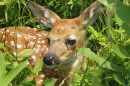 Virginia White-tail Fawn