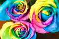 Rainbow Roses