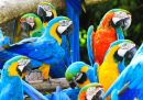 Parrots