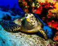 Hawksbill Turtle in Cozumel, Mexico