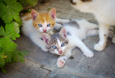 Cute Kittens