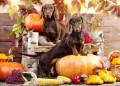 Rabbit Dachshunds and Pumpkins