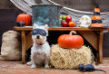 Little Dog Ready for Halloween