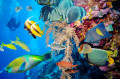 Tropical Fish and Coral Reef