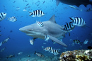 Bull Shark, Bega Lagoon, Fiji