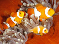 Clown Anemonefish, Solomon Islands