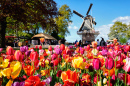 Keukenhof, Netherlands