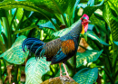 Wild Chicken, Bali, Indonesia