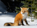 Red Fox