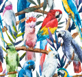 Tropical Birds