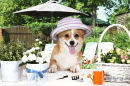 Pembroke Welsh Corgi