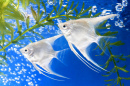 Angel Fish and Green Algae