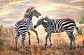 Wild Zebra in the African Grasslands