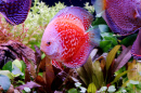 Discus Fish