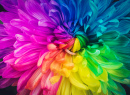 Rainbow Flower