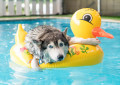 Husky Swimming in the Pool