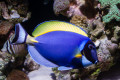 Powder Blue Tang