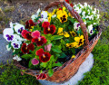 Pansy Basket