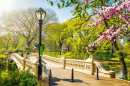 Bow Bridge, Central Park, New York City