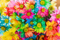 Rainbow Daisies