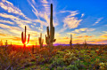 Sonoran Desert, Arizona