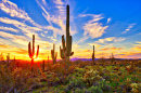 Sonoran Desert, Arizona