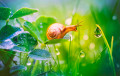 Snail with Morning Dew