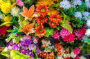 Carpet of Colorful Flowers