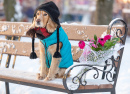 Dog in the Winter Park