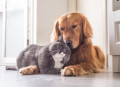 British Cat and Golden Retriever