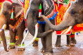 Decorated Elephants in Thailand