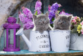 Kittens and Flowers