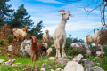 Lycian Trail, Turkey