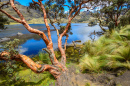 Paper Tree in the Cajas National Park, Ecuador