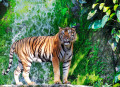 Bengal Tiger by the Waterfall