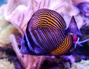 Surgeonfish