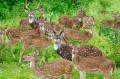 Spotted Deer, Bandipur Wildlife Sanctuary