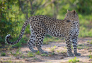 Leopard in South Africa