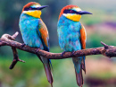 Couple of Rainbow Bee Eaters