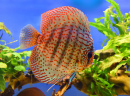 Discus Fish