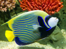 Emperor Angelfish