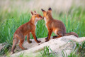 Red Fox Cubs