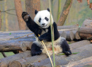 Giant Panda near Chengdu, China