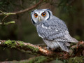 Northern White-faced Owl