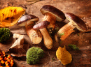 Boletus Mushrooms