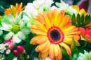 White and Orange Gerberas