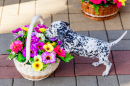 Dalmatian Puppy